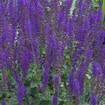 Salvia nemerosa 'East Friesland' - Meadow Sage