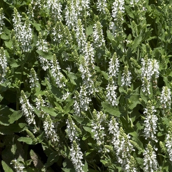 Salvia x sylvestris 'Snow Hill' - Medaow Sage
