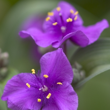 Tradescantia 'Concord Grape' - Spiderwort