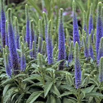 Veronica spicata 'Royal Candles' - Speedwell