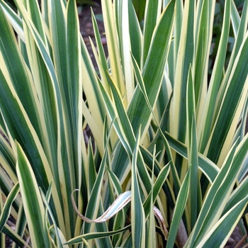 Yucca filamentosa 'Bright Edge' - Adam's Needle