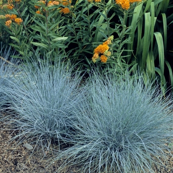 Festuca glauca 'Elijah Blue' - Blue Fescue