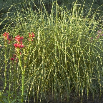 Miscanthus sinensis 'Little Zebra' - Maiden Grass