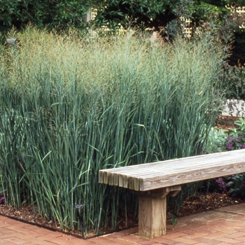 Panicum virgatum 'Heavy Metal' - Switch Grass