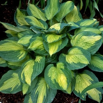 Hosta 'Captain Kirk' - Plantain-Lily