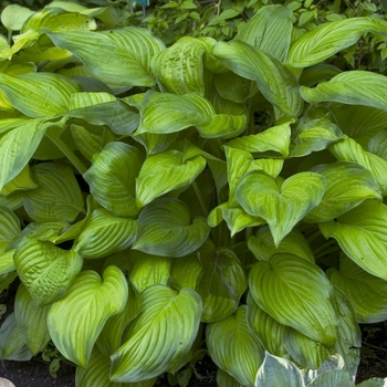 Hosta 'Stained Glass' - Plantain Lily