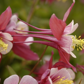 Aquilegia x hybrida 'Spring Magic Rose & White' - Columbine