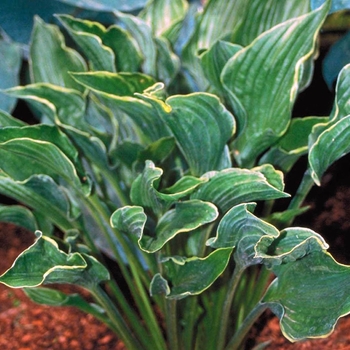 Hosta 'Praying Hands' - Plantain Lily