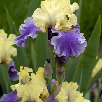 Iris 'Edith Wolford' - German Iris