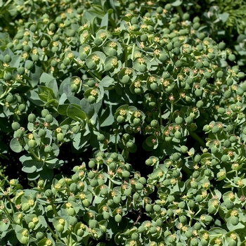 Euphorbia myrsinites 'Donkey Tail' - Cushion Spurge