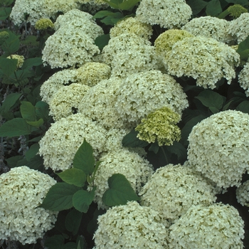 Hydrangea arborescens 'Annabelle' - Annabelle Smooth Hydrangea