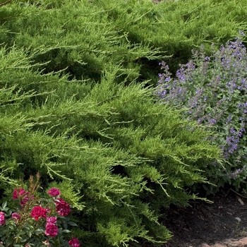 Juniperus chinensis 'Kallays Compacta' - Chinese Juniper