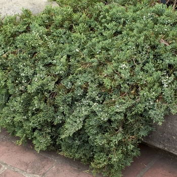 Juniperus horizontalis 'Wiltonii' (Blue Rug Juniper) - Wiltonii Blue Rug Juniper