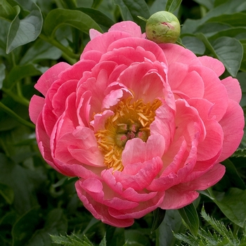 Paeonia 'Coral Sunset' - Garden Peony