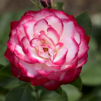 Rosa 'Chicago Peace' - Chicago Peace Rose