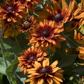 Rudbeckia hirta - Black-Eyed Susan