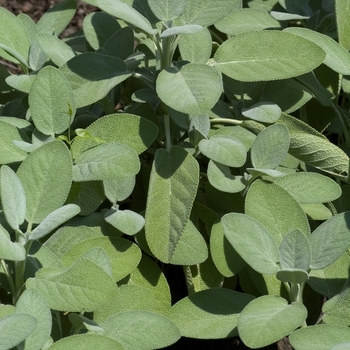 Salvia officinalis 'Berggarten' - Sage