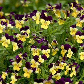Viola cornuta 'Penny Yellow Jump-up' - Pansy