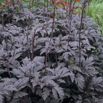 Cimicifuga ramosa 'Brunette' - Bugbane