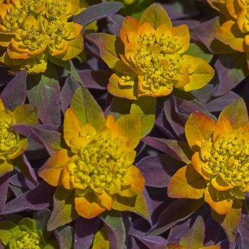 Euphorbia polychroma 'Bonfire' - Cushion Spurge