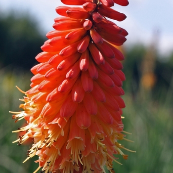 Kniphofia 'Alcazar' - Red Hot Poker