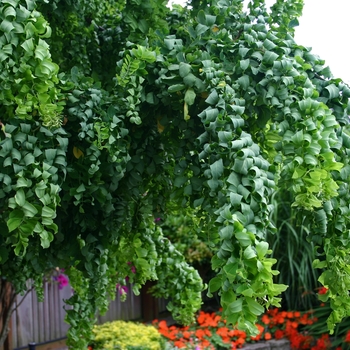 Robinia pseudoacacia 'Lace Lady' - Twisty Baby