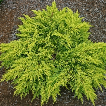 Juniperus chinensis 'Daub's Frosted' - 'Daub's Frosted' Juniper