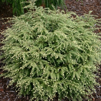 Tsuga canadensis - 'Moon Frost' Canadian Hemlock