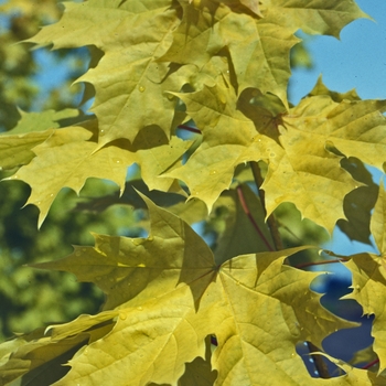 Acer platanoides 'Princeton Gold' - 'Princeton Gold' Norway Maple