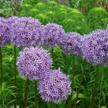 Allium 'Globemaster' - Ornamental Onion