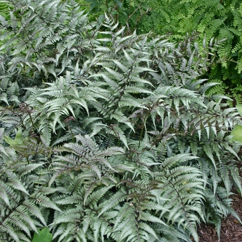 Athyrium niponicum 'Godzilla' - Painted Fern