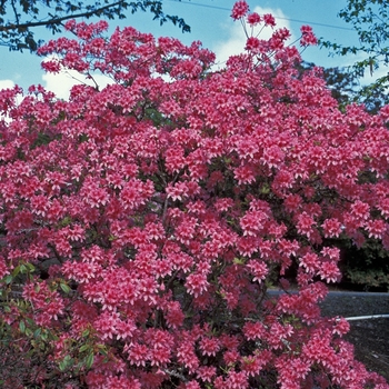 Rhododendron 'Rosy Lights' - Rhododendron