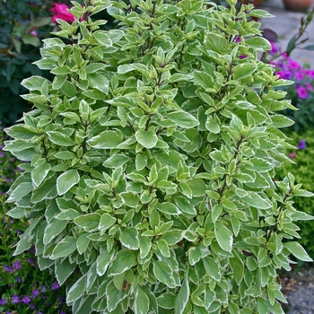 Ocimum basilicum 'Pesto Perpetuo' - Basil