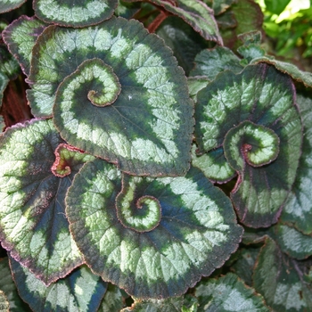 Begonia 'Escargot' - Begonia, Rex