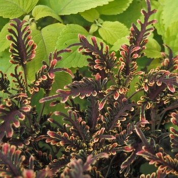 Solenostemon scutellarioides 'Stained Glass Kiwi Fern' - Coleus