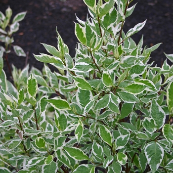 Cornus alba 'Bailhalo' - Ivory Halo® Dogwood