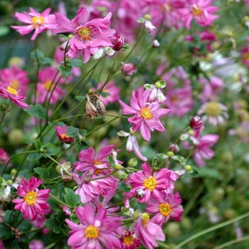 Anemone x hybrida 'Pamina' - Windflower