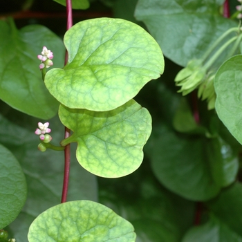 Basella alba 'Malabar' - Spinach