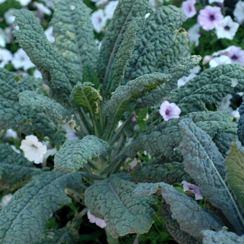 Brassica oleracea 'Dinosaur' - Kale