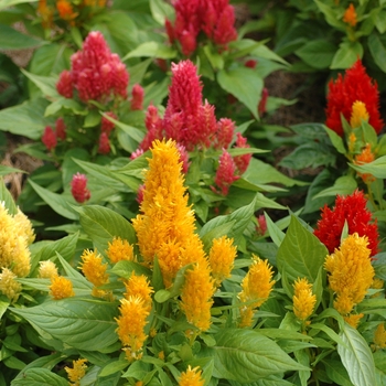 Celosia argentea var. plumosa 'Ice Cream Mix' - Celosia