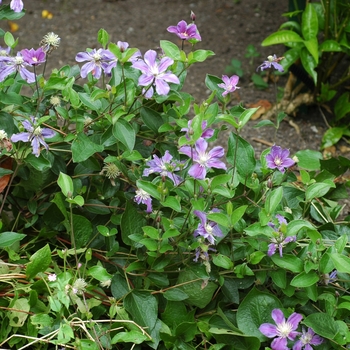 Clematis hybrid 'Arabella' - Clematis