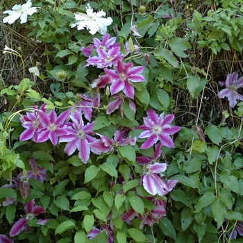 Clematis 'Doctor Ruppel' - Clematis