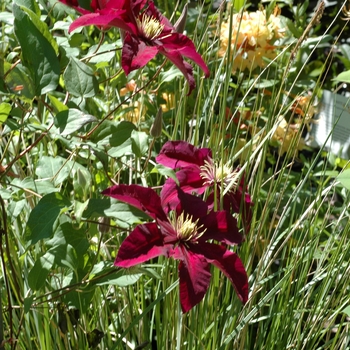 Clematis hybrid 'Niobe' - Clematis