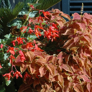 Solenostemon scutellarioides 'Rustic Orange' - Coleus