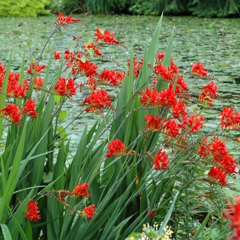 Crocosmia 'Lucifer' - Montbretia