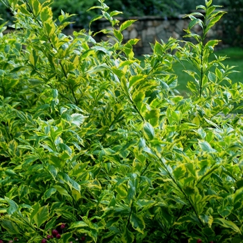 Duranta erecta 'Gold Edge' - Duranta 