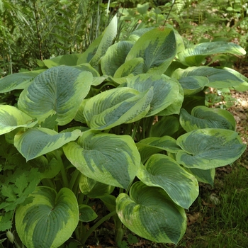 Hosta 'Frances Williams' - Plantain Lily