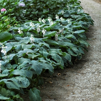 Hosta sieboldiana 'Elegans' - Plantain Lily