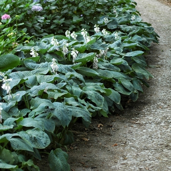 Hosta sieboldiana 'Elegans' - Plantain Lily