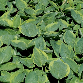 Hosta 'Tokudama Flavocircinalis' - Plantain Lily